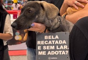 Os animais disponibilizados para adoção já estão vacinados e vermifugados