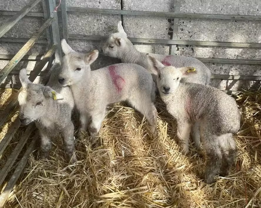 Animais da Cowbridge Farm Shop 