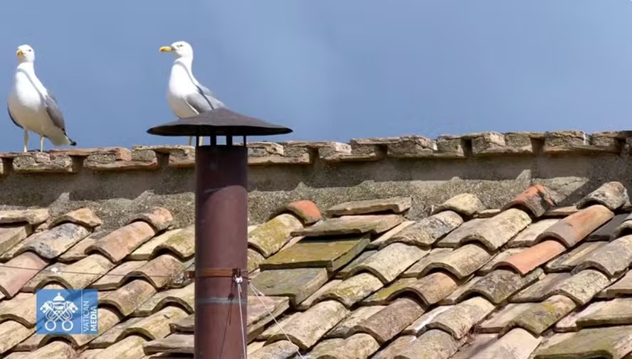 Gaivota-de-patas-amarelas observa a chaminé da Capela Sistina durante o segundo dia de conclave no Vaticano