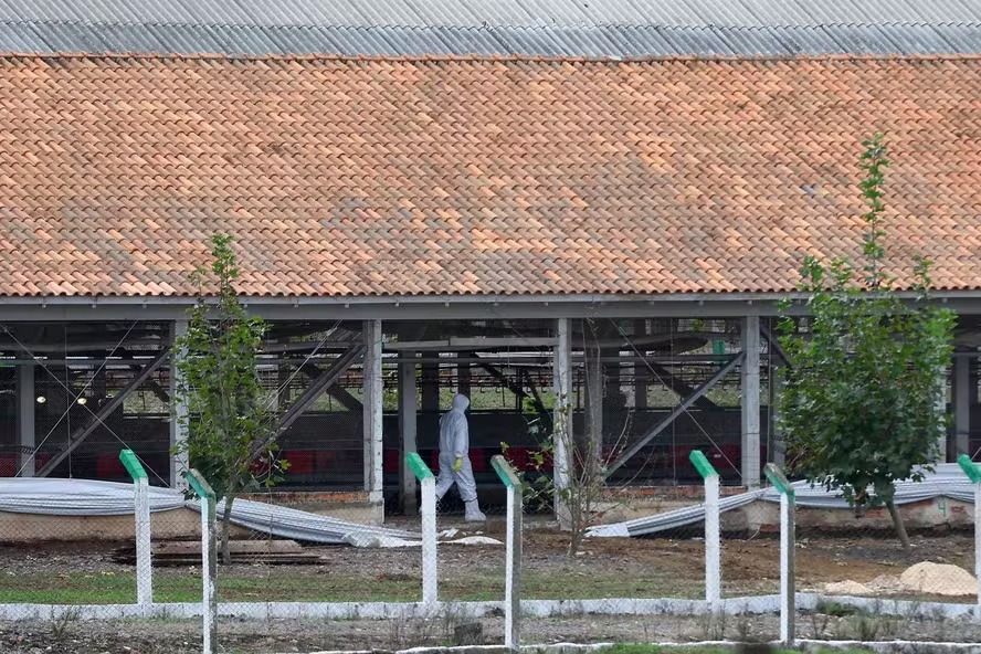 A desinfecção total da granja onde foi registrado um foco começaria hoje, mas foi adiada