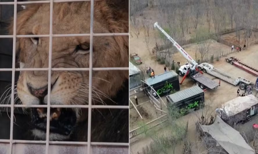 Violência do narcotráfico no México faz 700 animais serem transferidos para outro local