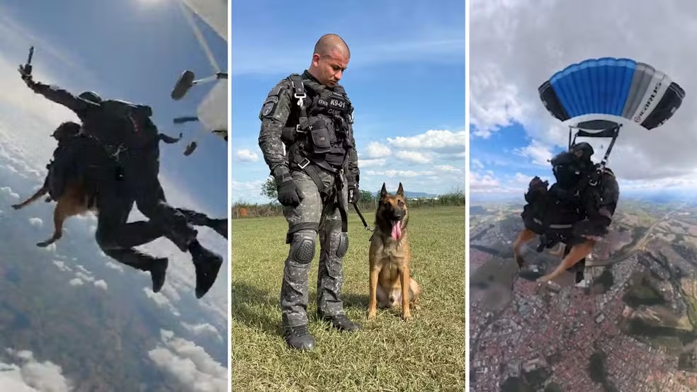Salto inédito de cão policial em treinamento militar em SP