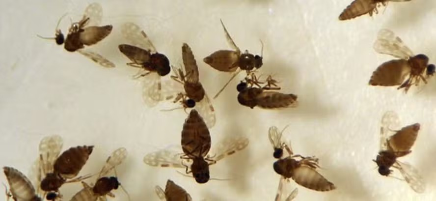 Mosquito que transmite a febre oropouche