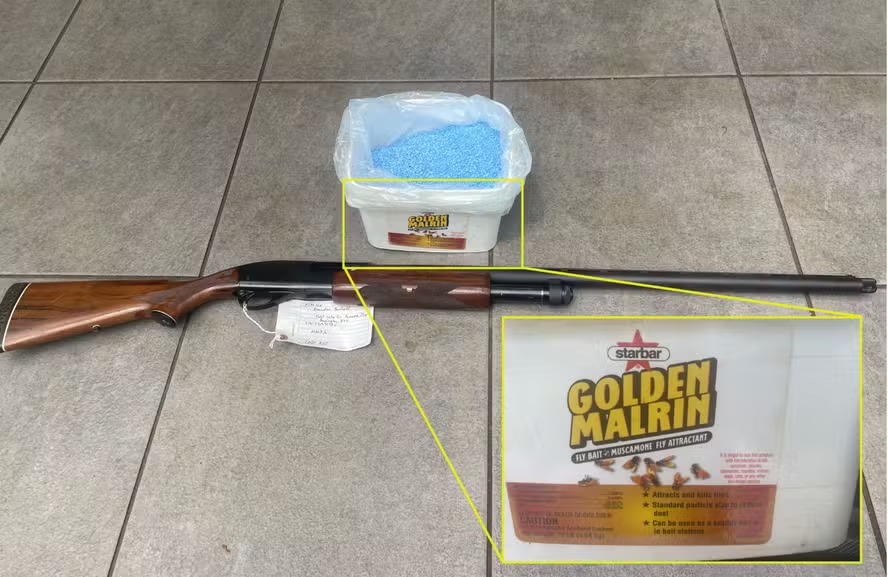 Americano foi condenado por disparar arma de fogo contra golfinhos na Flórida 