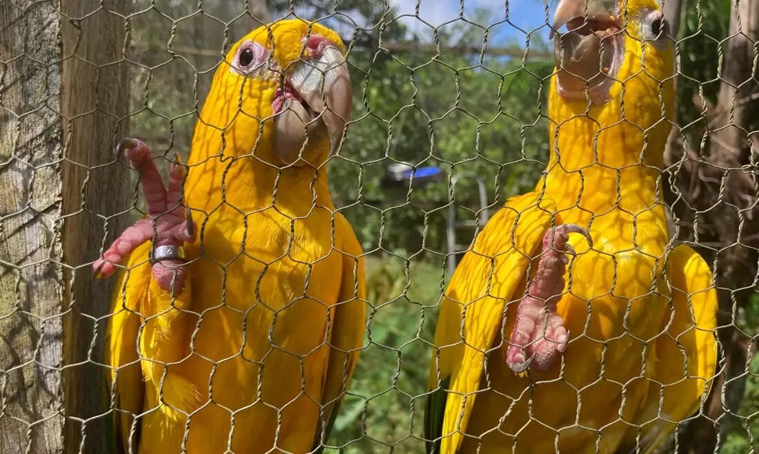 Captura e domesticação colocam animais silvestres em risco
