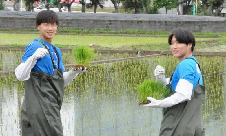 Jogadores do Yokohama FC estão realizando plantações de arroz com o objetivo de arrecadar fundos para o time