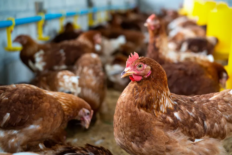 Ministério da Agricultura confirma caso de gripe aviária em aves domésticas no Mato Grosso