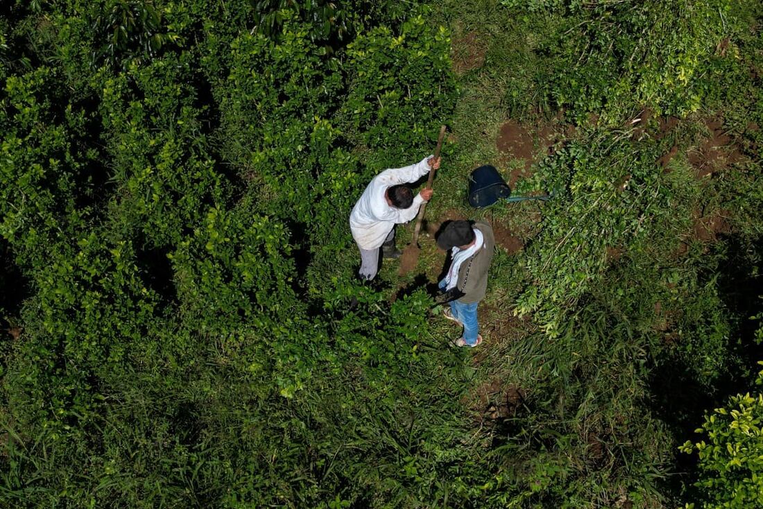 Vista aérea dos produtores de café e folha de coca, Nicolas e Alirio Caicedo, arrancando cocas da terra enquanto transformam uma plantação de folhas de coca em uma plantação de café na Argélia.