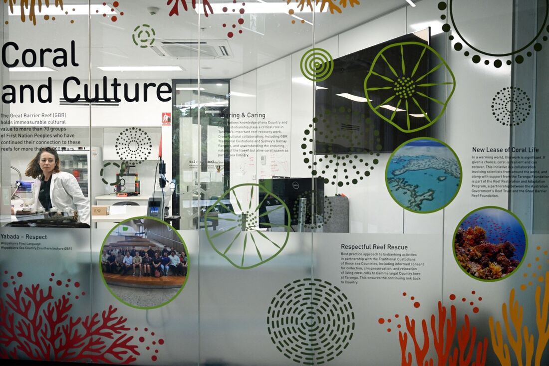 Corais congelados, uma solução para a Grande Barreira de Corais da Austrália