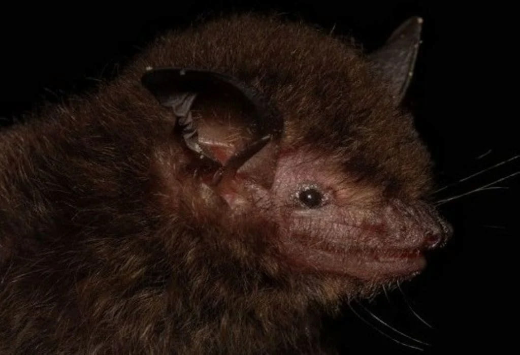 Pesquisadores da Fiocruz descobriram nova espécie de morcego no Brasil, chamada "Myotis guarani". 