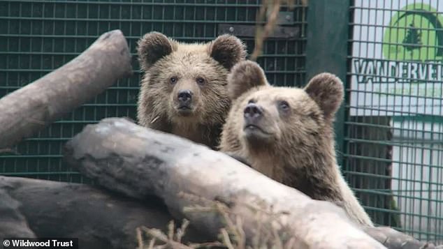 Dois Ursos escaparam do seu recinto no Parque Wildwood Devon, na Inglaterra