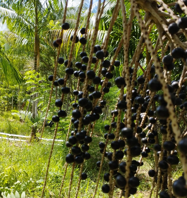 Suco de açaí de origem pernambucana ganha mercado nos EUA