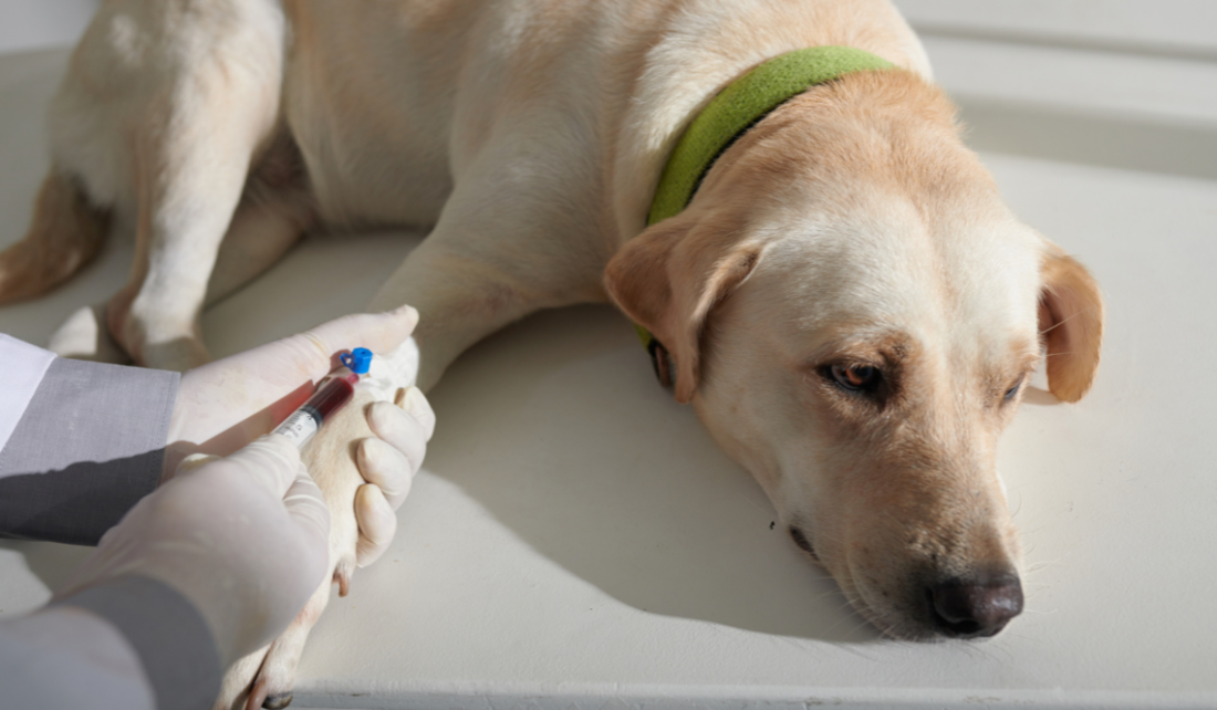 Petz passa a vender planos de saúde para animais na internet