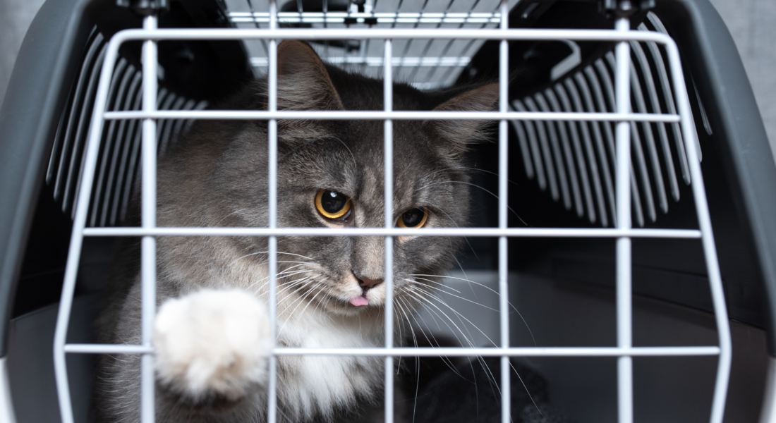 Durante o translado aéreo os animais devem permanecer dentro das caixas transportadoras