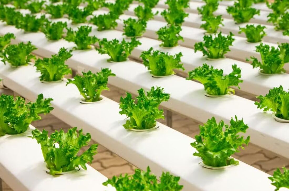 Hidroponia é um dos métodos para situações extremas