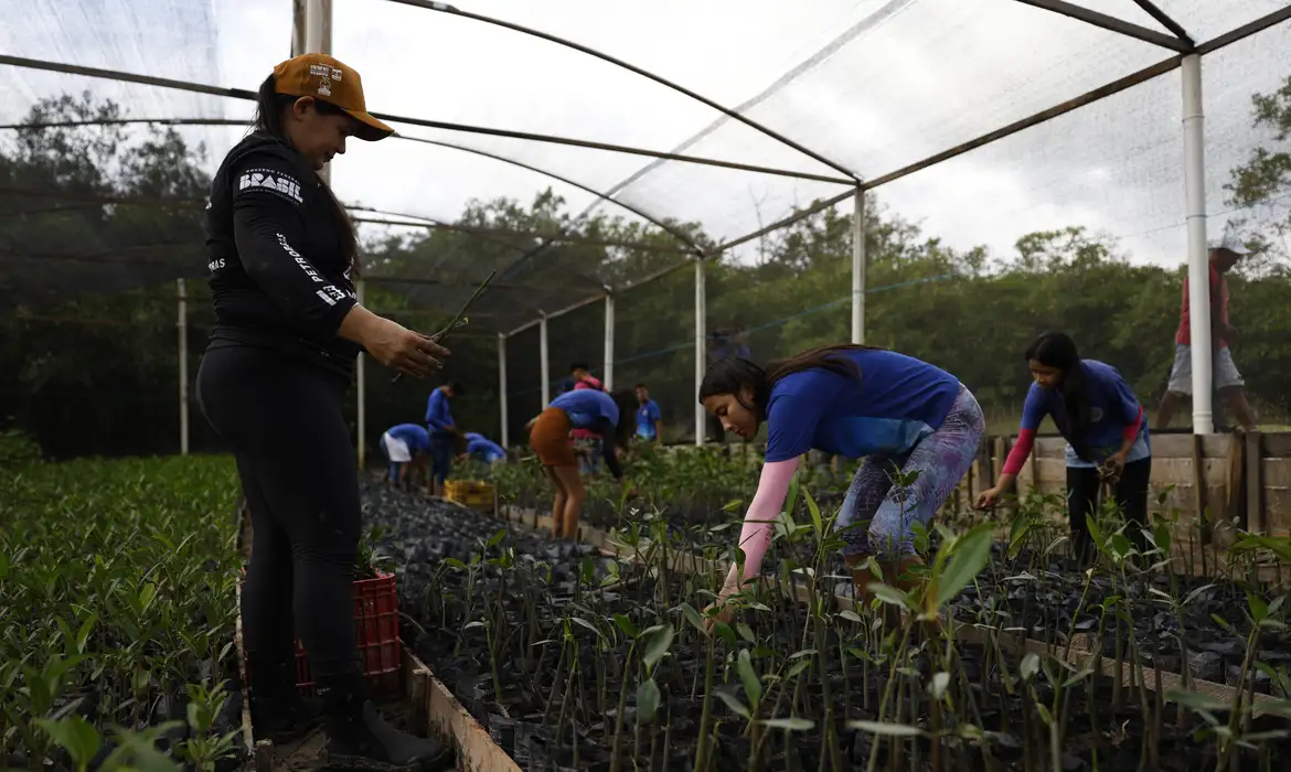 Parceria entre pesquisadores e comunidades protege mangues na Amazônia