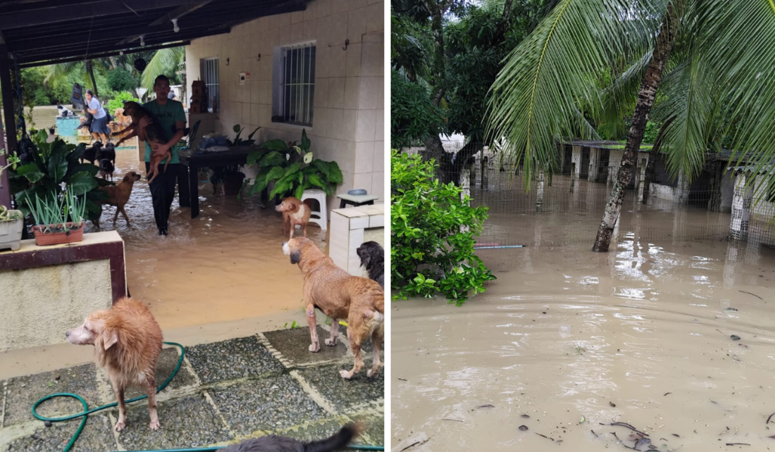 Abrigo Mãos e Patas, de Igarassu, precisa de aujuda para se reerguer após perder a boa parte de sua estrutura com enchente