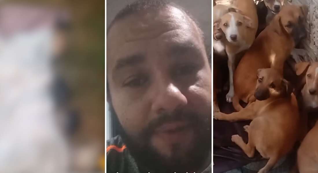 Animais morreram na Véspera de São João (esq.); relato foi compartilhado pelo protetor (foto do meio), que mantém abrigo com cerca de 120 animais (dir.)