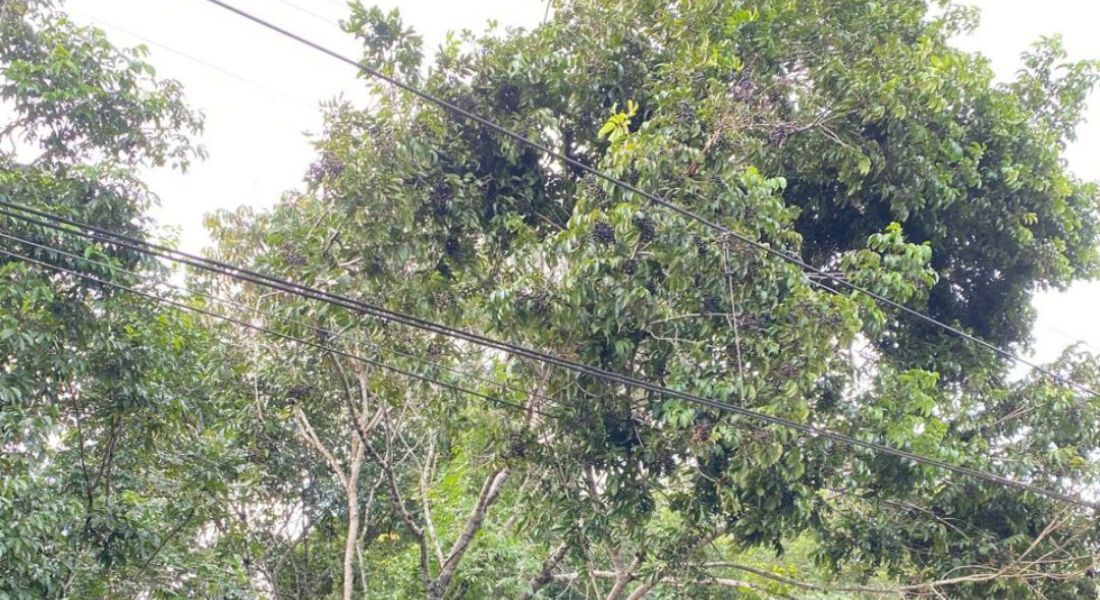 Árvore pendeu sobre linha aérea