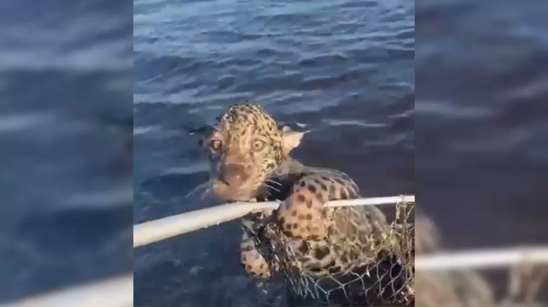 Filhote de onça-pintada é resgatado por pescadores no Pantanal