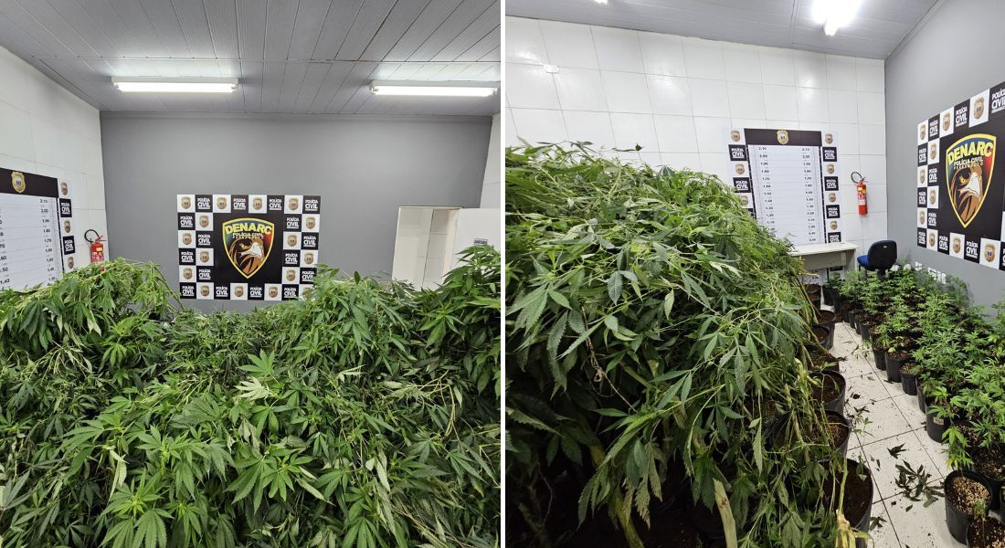 Na área externa da residência do suspeito foi localizada uma estufa com 41 pés de maconha