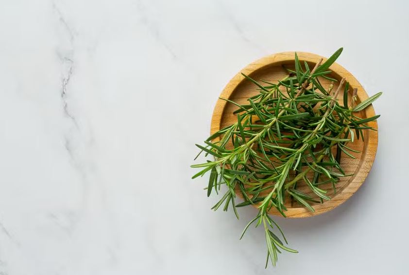 Alecrim se destaca pelos benefícios diretos na melhoria da saúde do pâncreas e do sistema digestivo