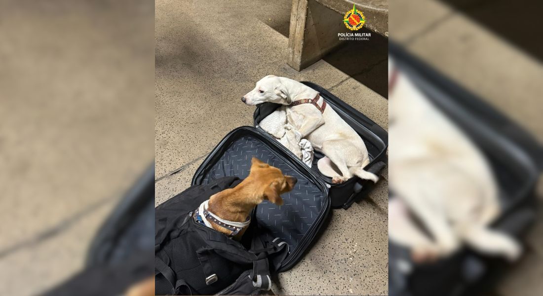 Suspeitos tentavam embarcar em um ônibus interestadual com destino a São Paulo