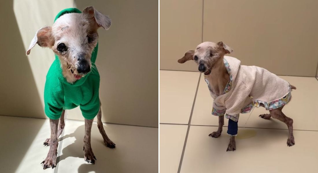 Pingo, o cachorro fóssil, morreu nessa quinta-feira (5)