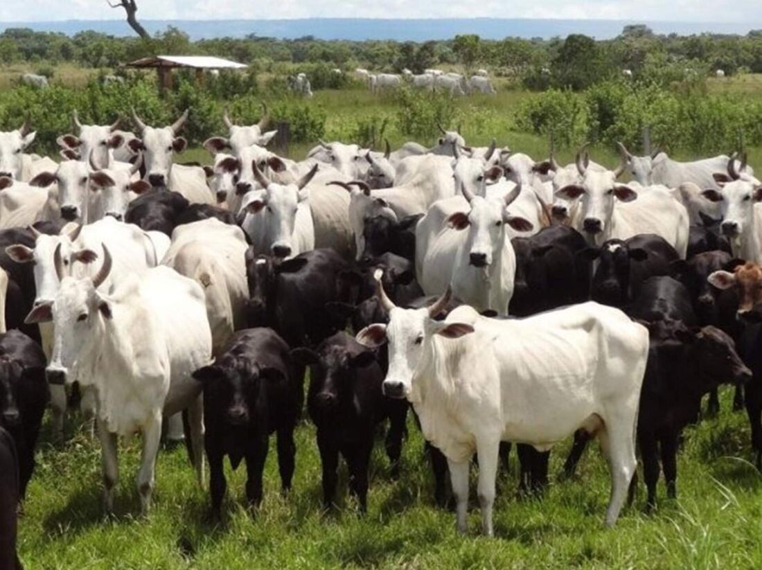 Marcado para começar ao meio-dia, evento terá transmissão pelo YouTube, além da possibilidade de lances por telefone