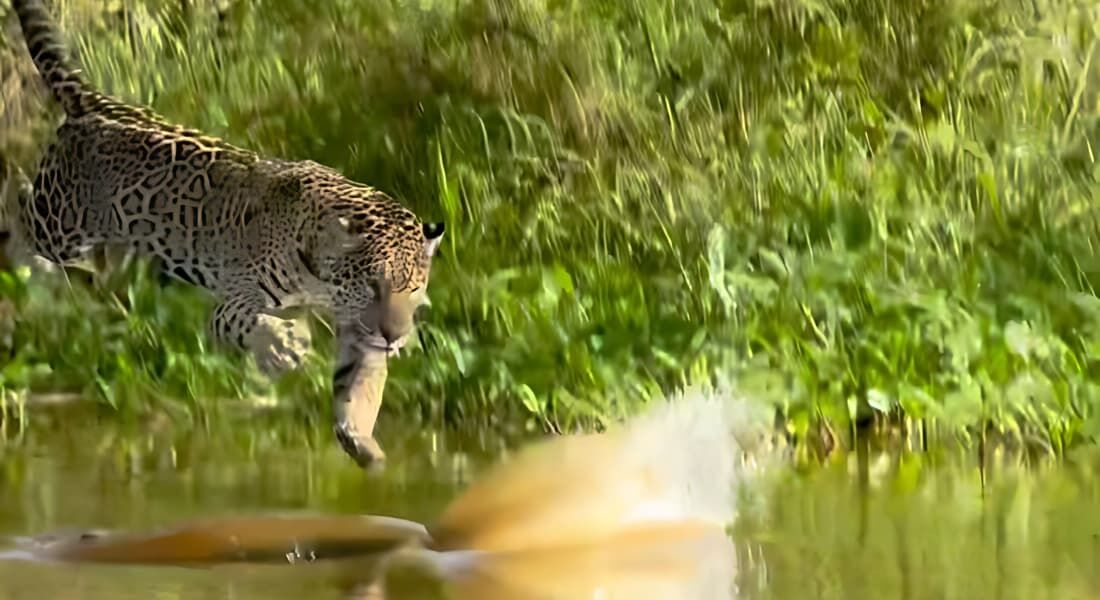 Vídeo mostra momento em que onça ataca jacaré no Pantanal do Mato Grosso