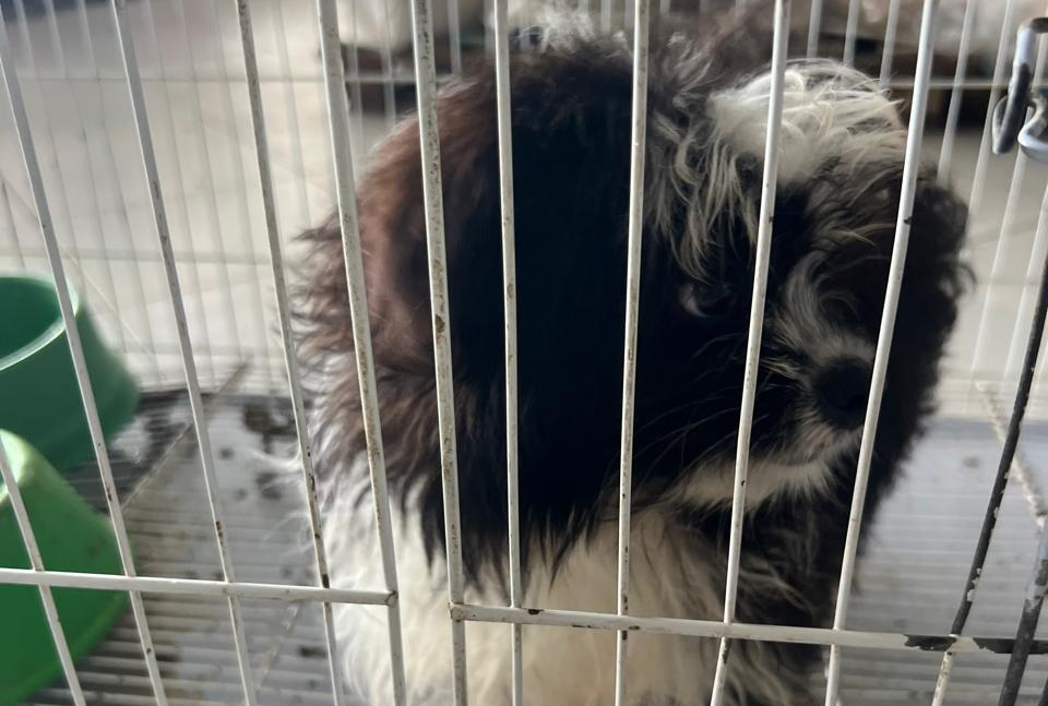 Cachorro comercializado de maneira irregular em Petrolina, no Sertão de Pernambuco