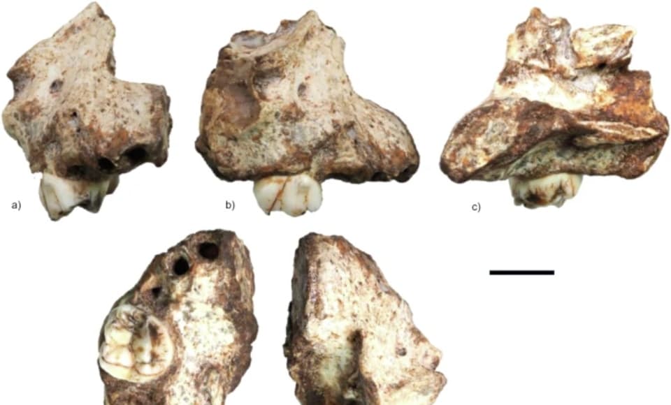 Mandíbulas de bebês com 2 milhões de anos esclarecem origem do gênero humano