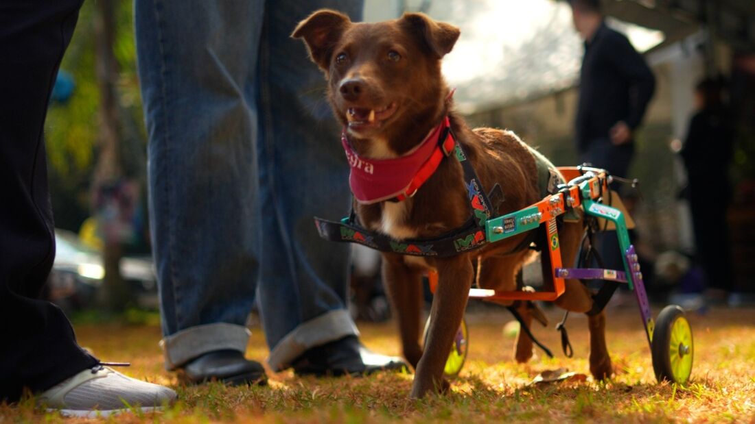 Marrom, nome escolhido para a IA, é inspirado em um cãozinho paraplégico