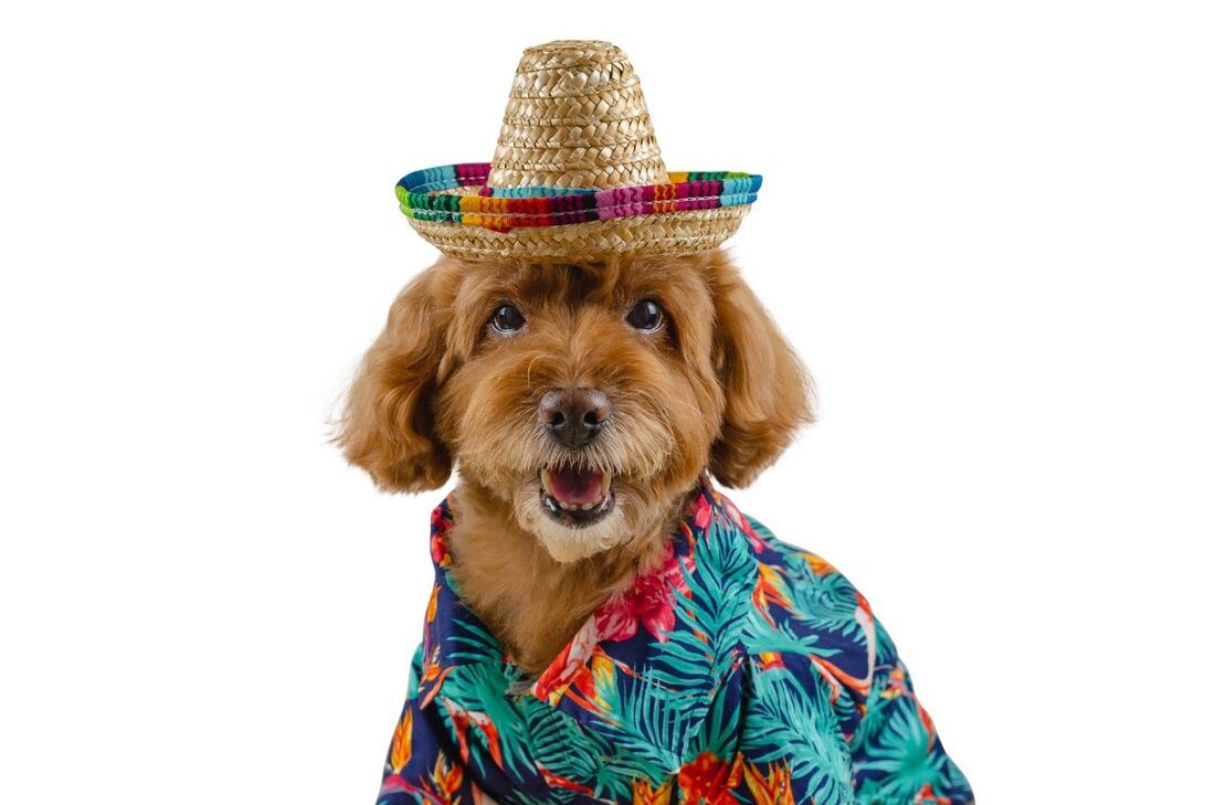 Arraial para cães no Shopping Plaza será realizado no da 14 de junho