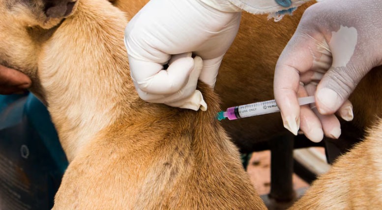 Vacinação antirrábica será ofertada por faculdade no Recife