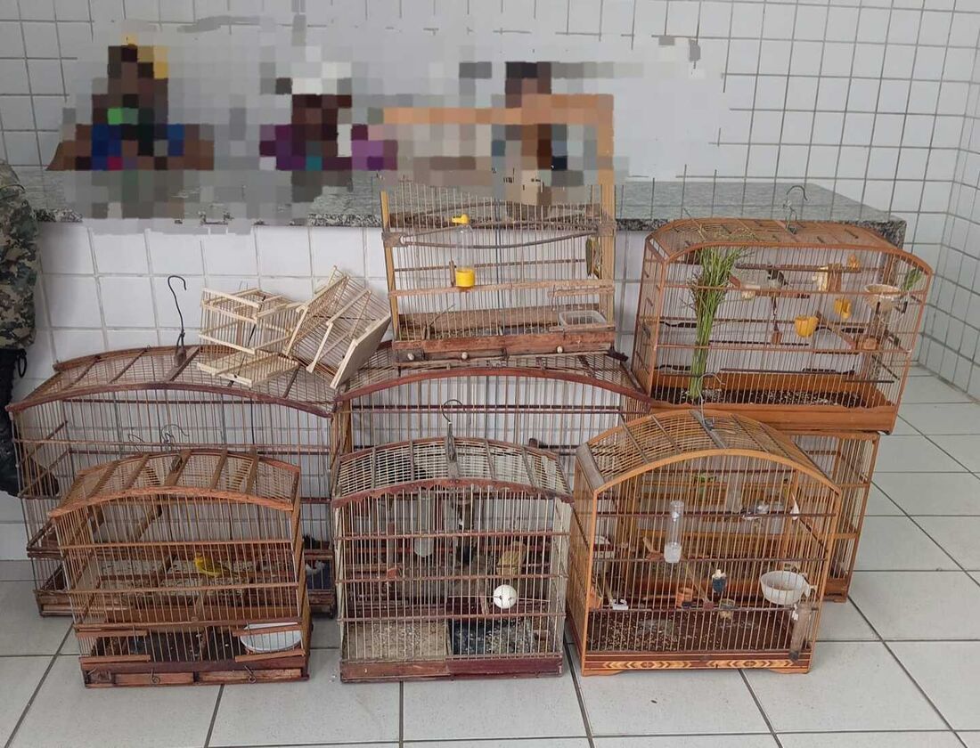 Gaiolas com aves silvestres que foram apreendidas na feira