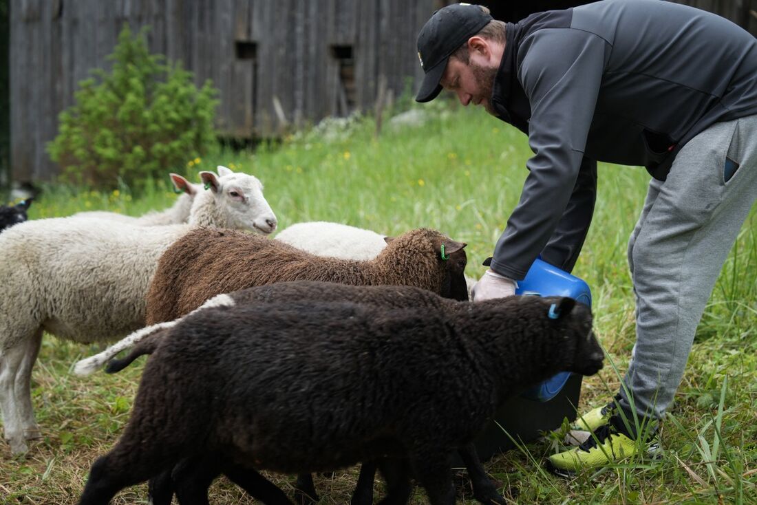 Petri Stenberg alimenta o rebanho de ovelhas no Parque Nacional Isojarvi, Langelmaki, Finlândia