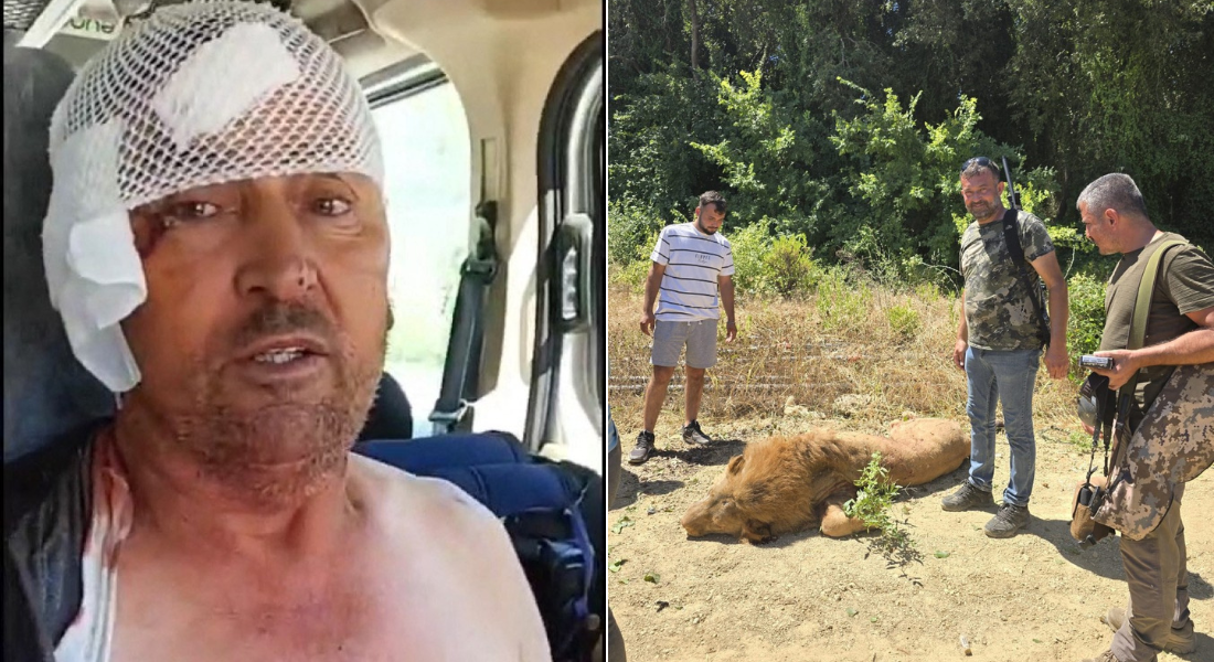 Leão abatido na Turquia