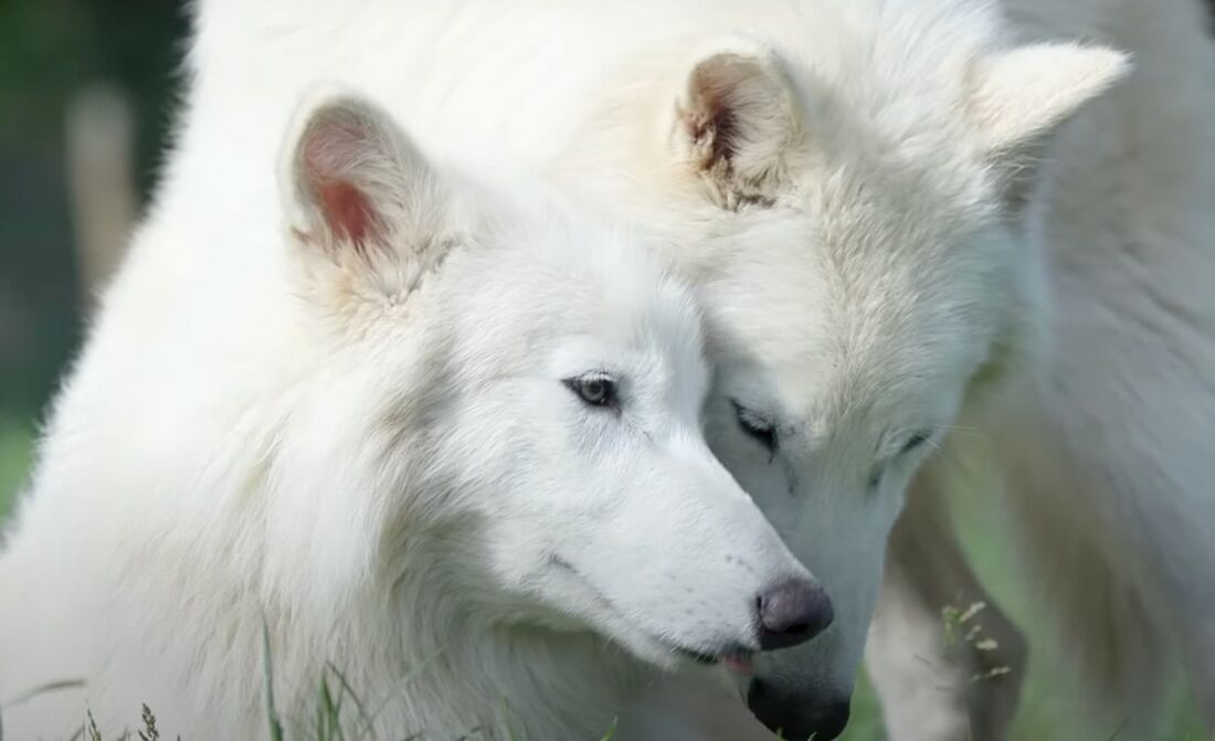 Lobos-terríveis estão com seis meses