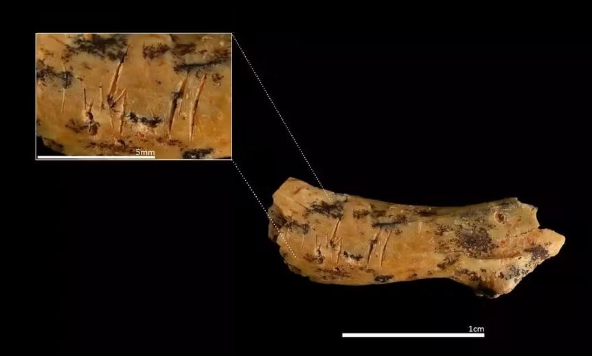 Marcas de corte na vértebra cervical de uma criança