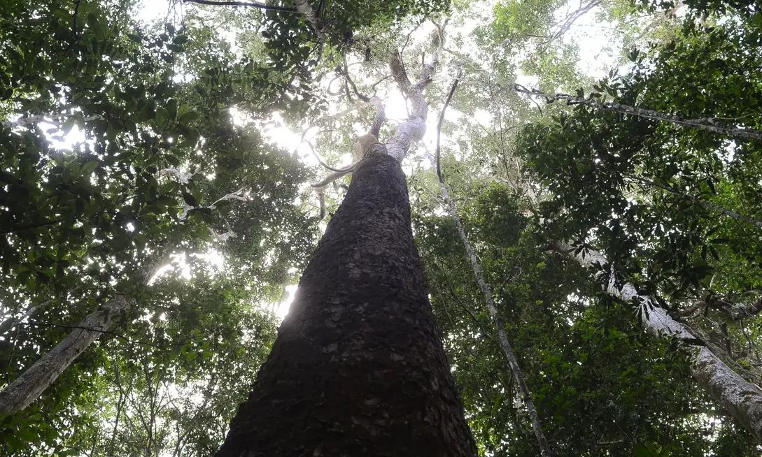 Brasil defende uma nova liderança climática, baseada na solidariedade entre os povos, para gerar respostas eficazes e equitativas às mudanças climáticas