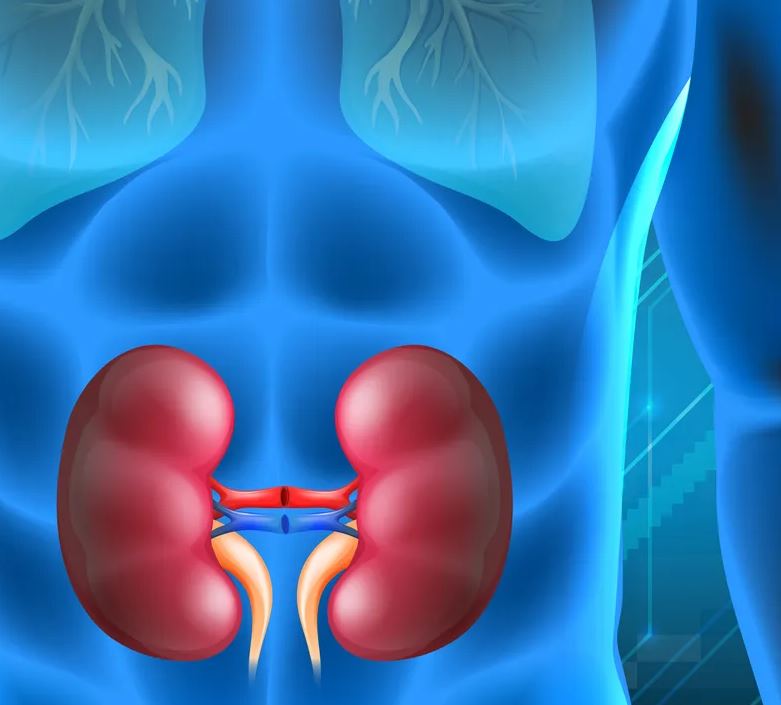 Doença renal crônica pode avançar silenciosamente