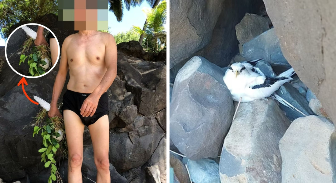 A ave, uma rabo-de-junco-de-bico-amarelo (Phaethon lepturus), é símbolo do Parque Nacional Marinho de Fernando de Noronha