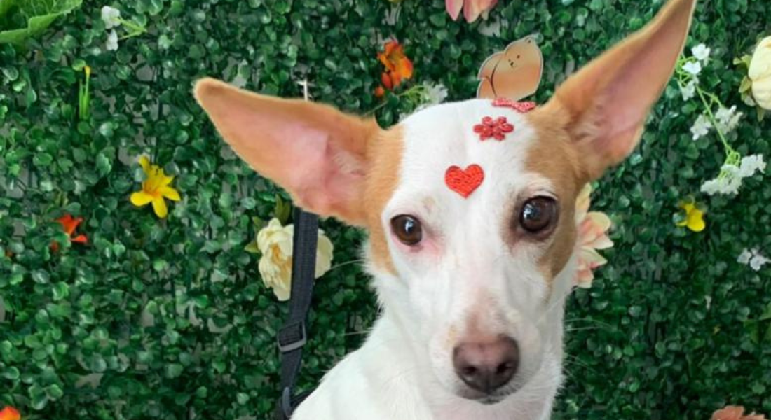 Nairóbi, cadela desaparecida em Gravatá