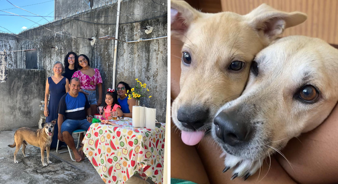 Famílias adotantes de cãezinhos SRD relatam seu amor pelos vira-latas