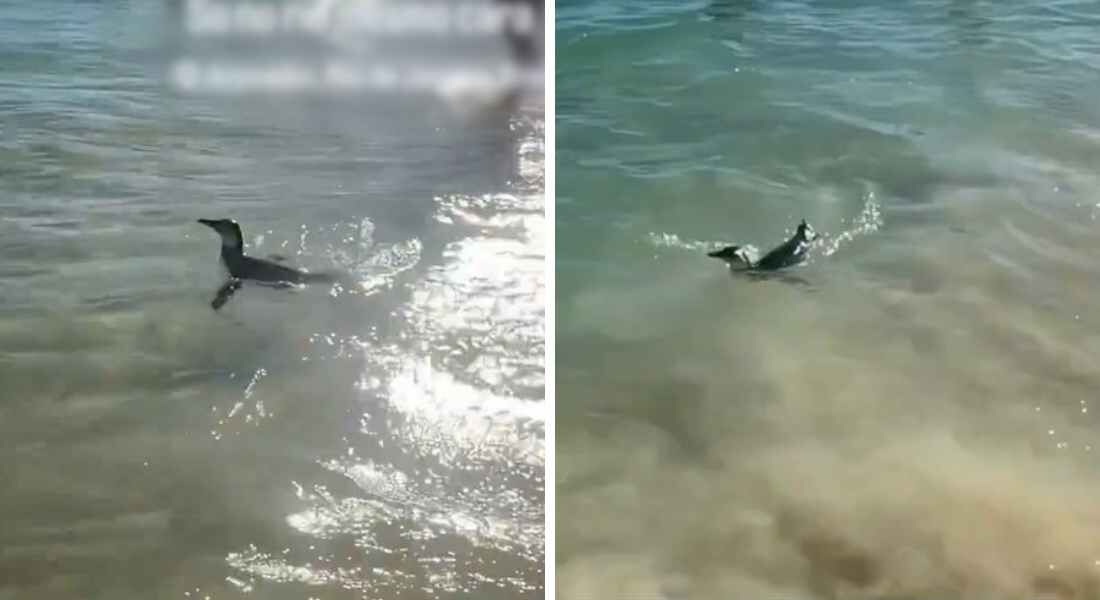 Pinguim surpreendeu banhistas na praia do Arpoador