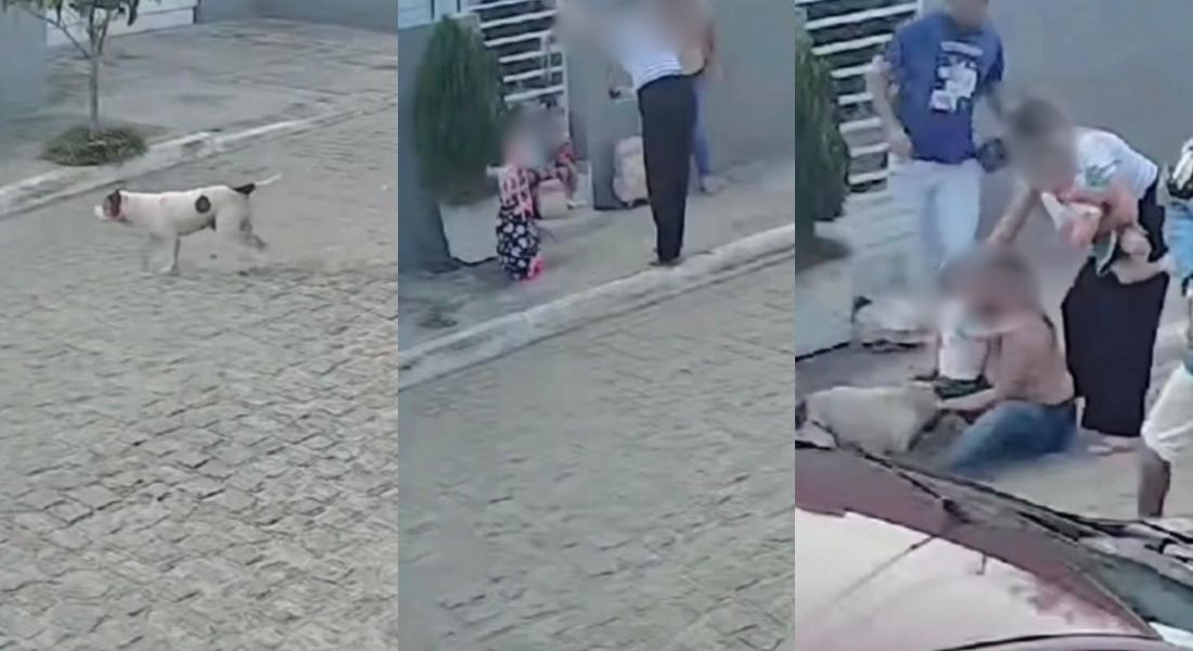 O animal foi impedido antes de seguir o ataque