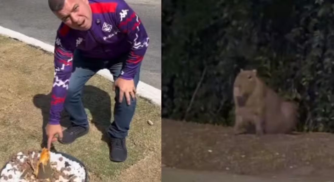 Da revolta ao riso: prefeito de Barra Mansa descobre que 'criminosos' da cidade eram capivaras