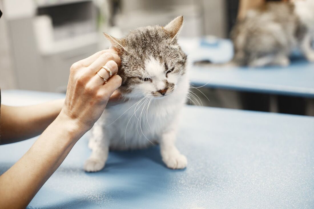 Julho é o mês de atenção às zoonoses em pets