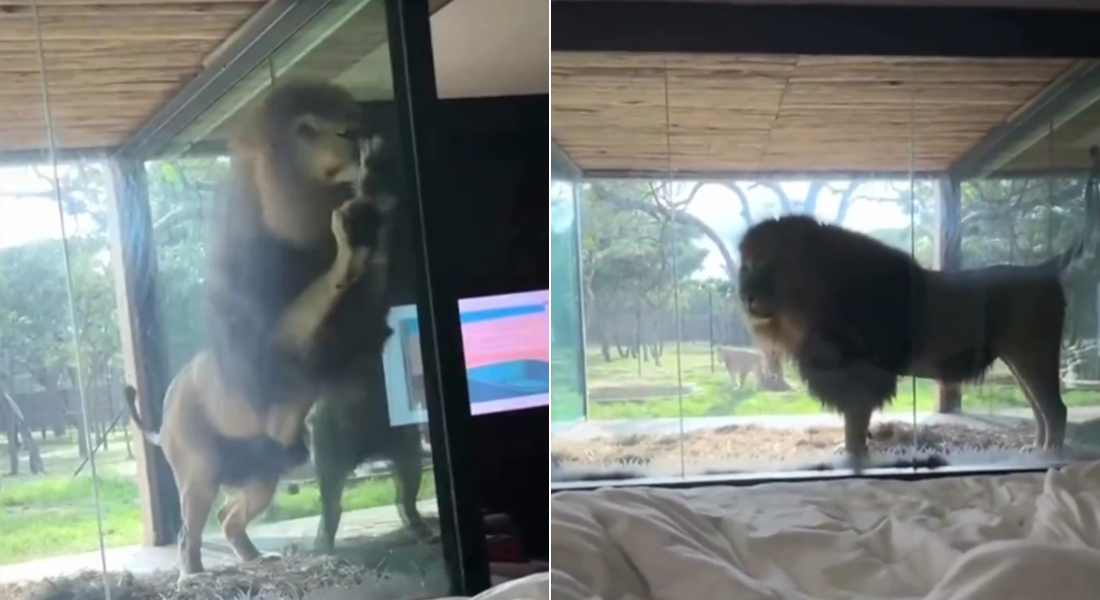 Leão visita turistas em resort na África do Sul